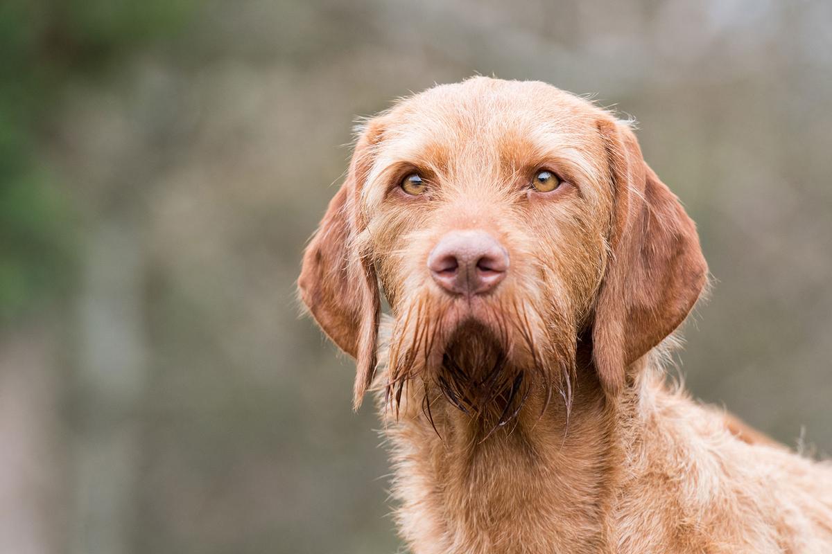 「犬に噛まれた！」狂犬病が疑われる症状や予防接種、治療、原因について
