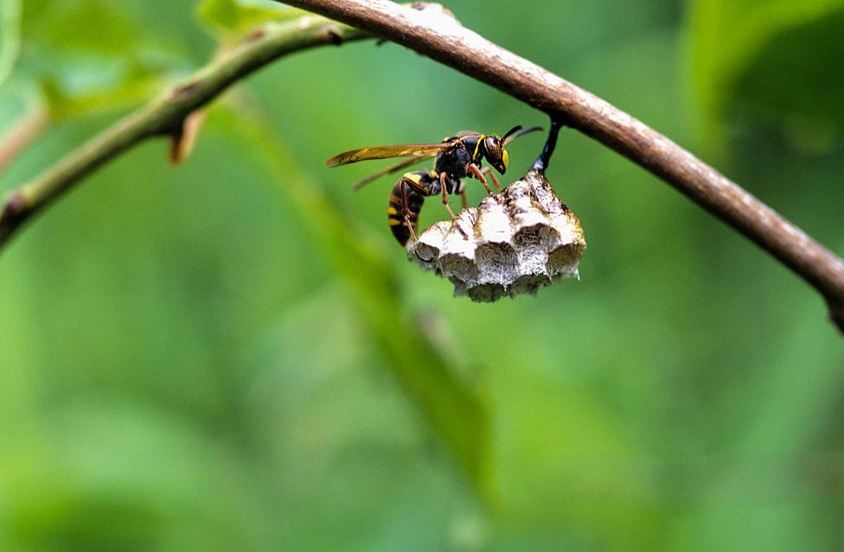 蜂に刺されたときの対処法を確認しましょう